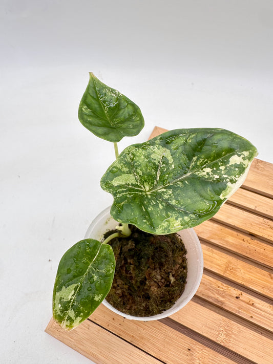 Alocasia Dragon Scale Albo Variegated