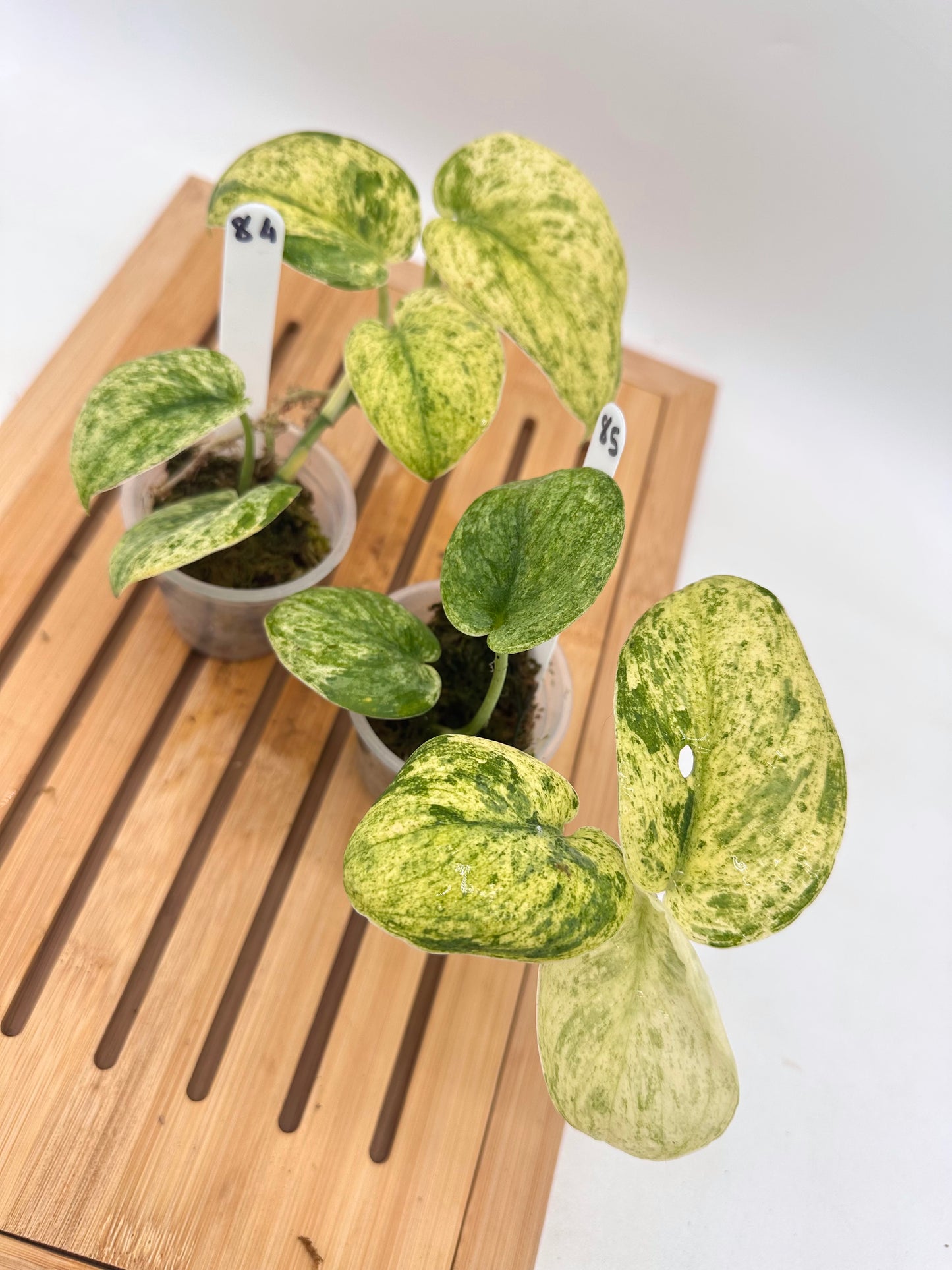 Scindapsus Halimoon Variegated 084 085