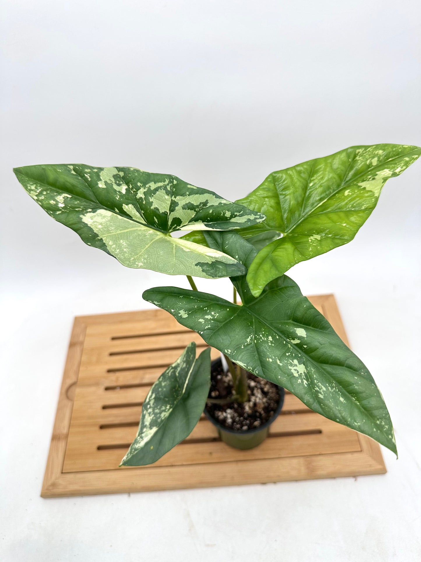 Alocasia Simpo Albo Variegated