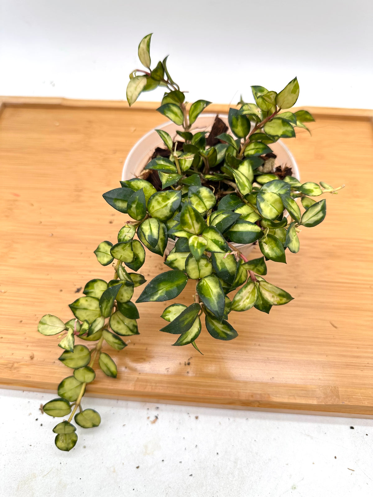 Hoya Lacunosa ‘Bruno’ Tricolor - 20+ Growths