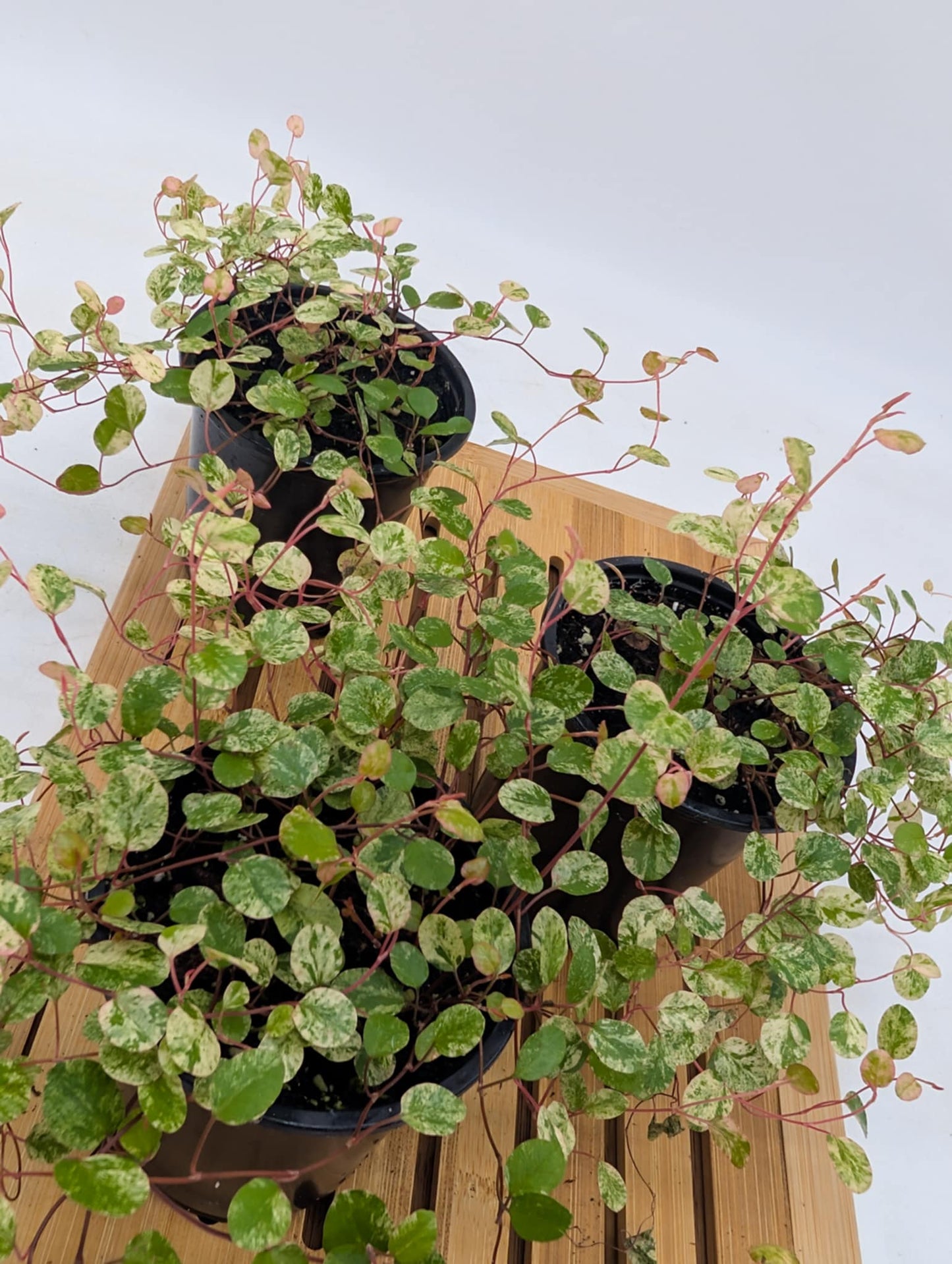 Variegated Wire Vines