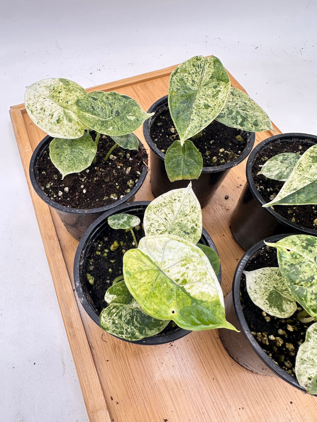 *October Sale - Alocasia Dragon Scale Mint Variegated 🐉