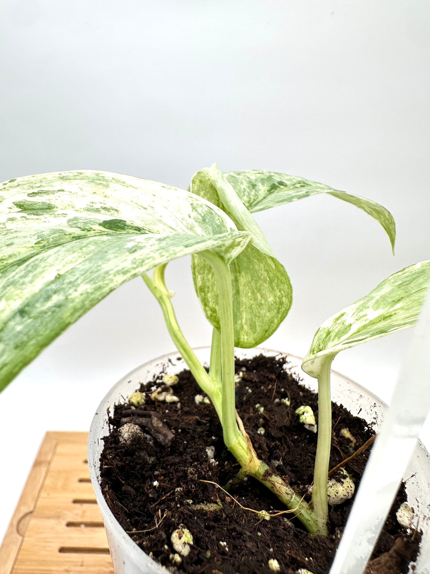 Scindapsus White Crystal Variegated