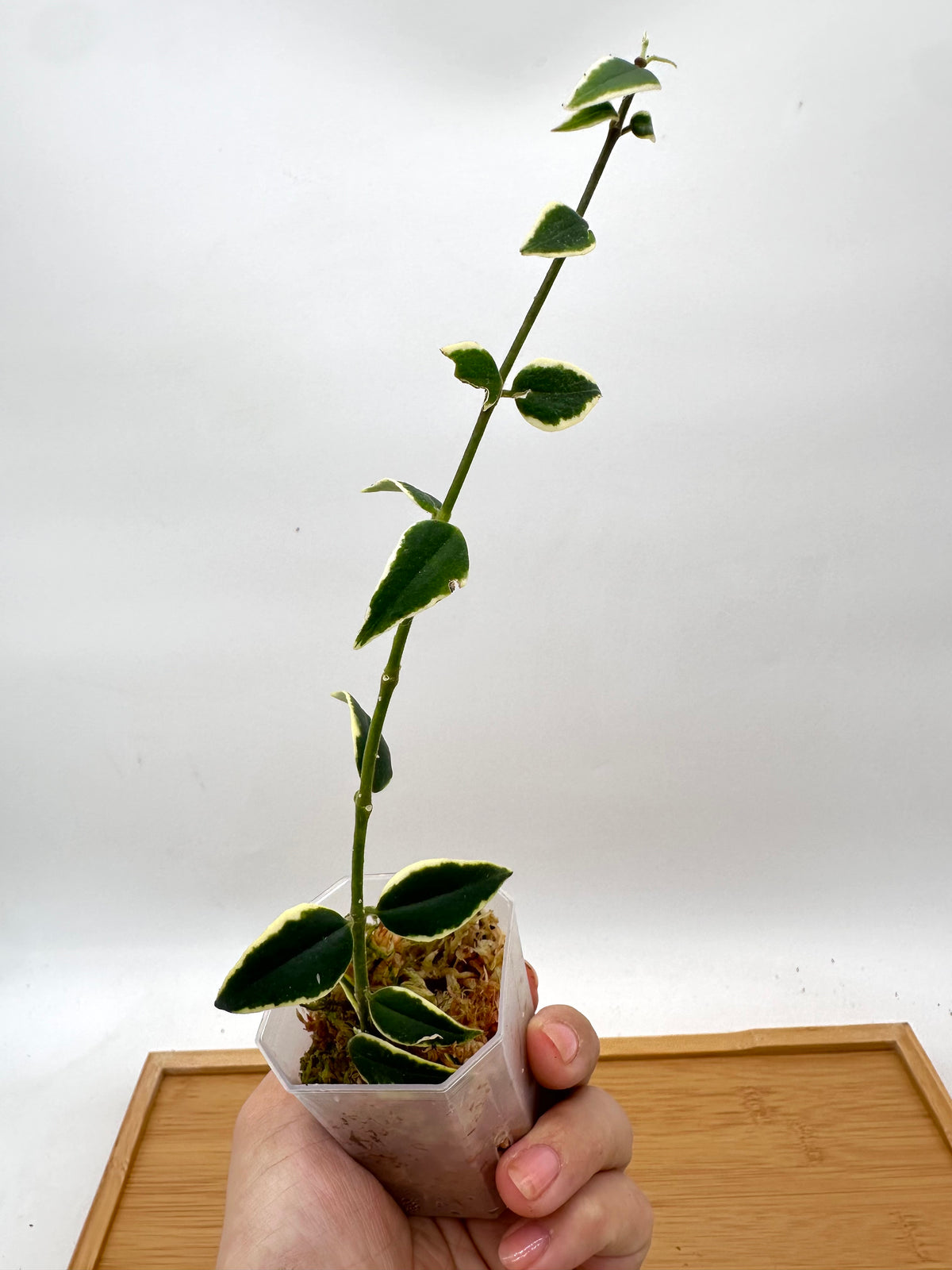 Hoya Bella Variegated