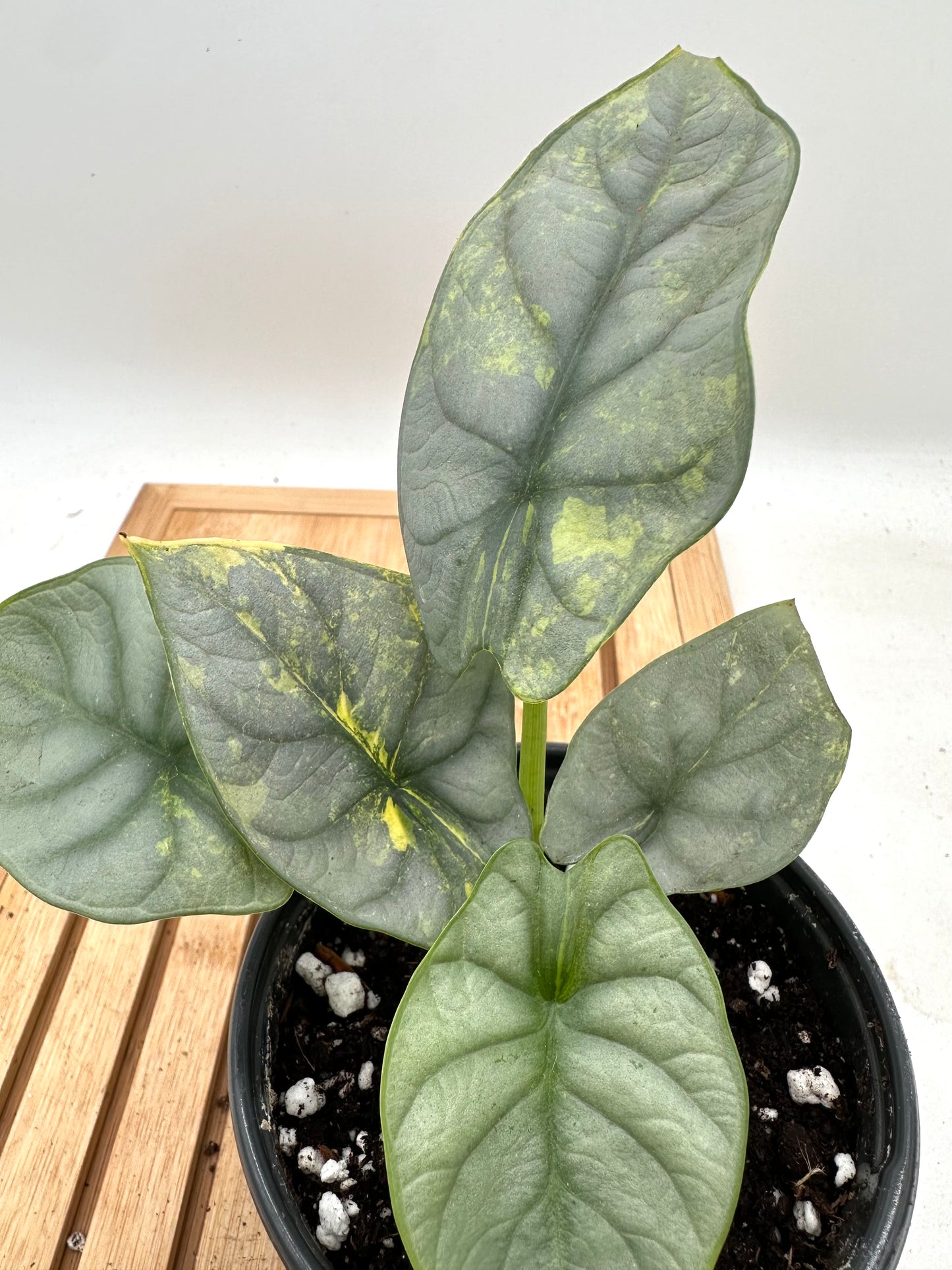 Alocasia Silver Dragon Variegated