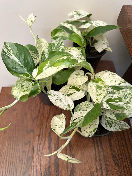 Epipremnum Pinnatum Marble