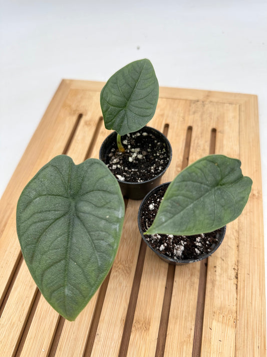 Alocasia Melo