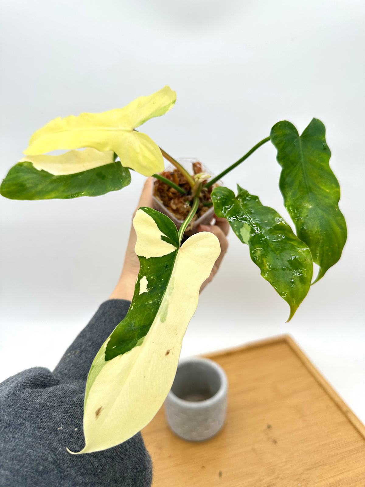 Philodendron Golden Dragon Albo Variegated