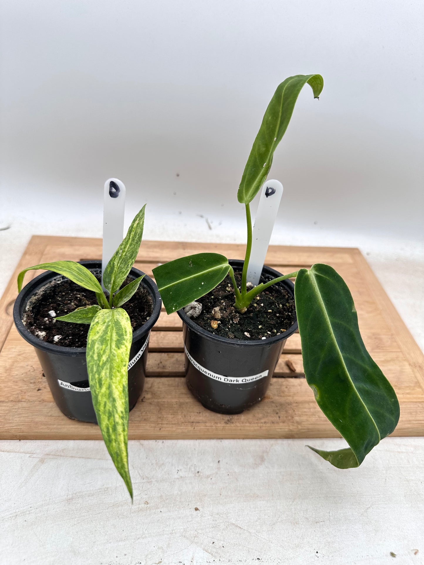 Combo Sale - Anthurium Warrocquenum Queen & Vittarifolium Variegated