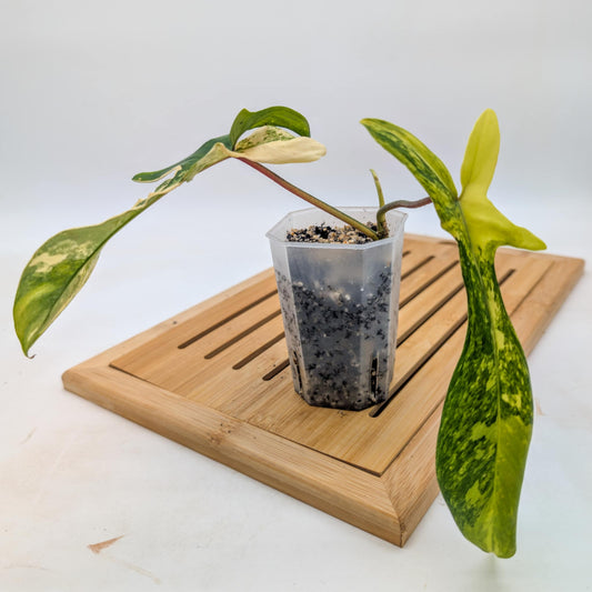 Philodendron Florida Beauty