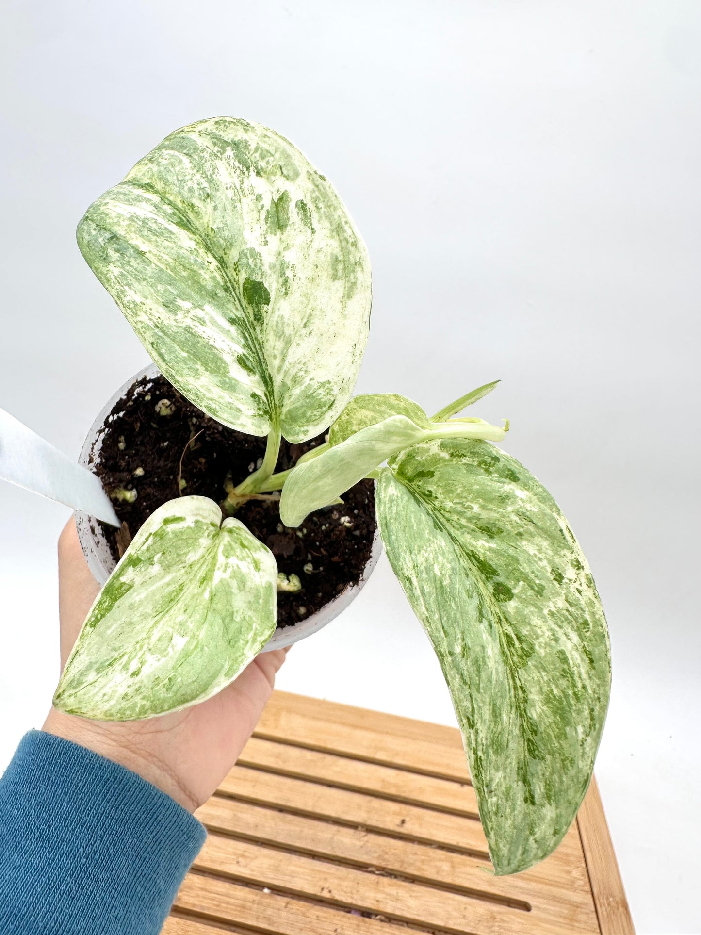 Scindapsus White Crystal Variegated