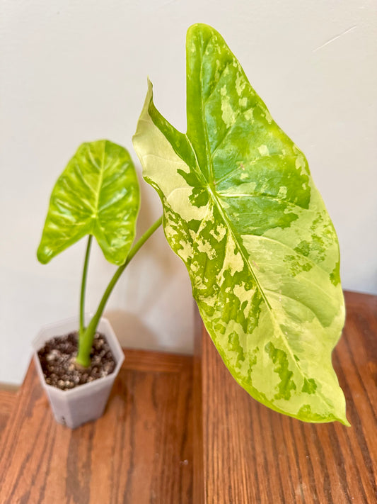 Alocasia Acuminata Albo - Corming Size