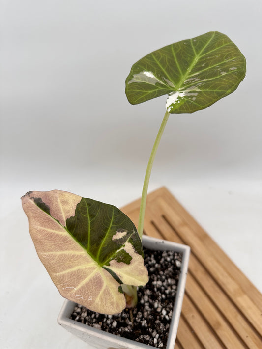 Alocasia Regal Shields Variegated CORM