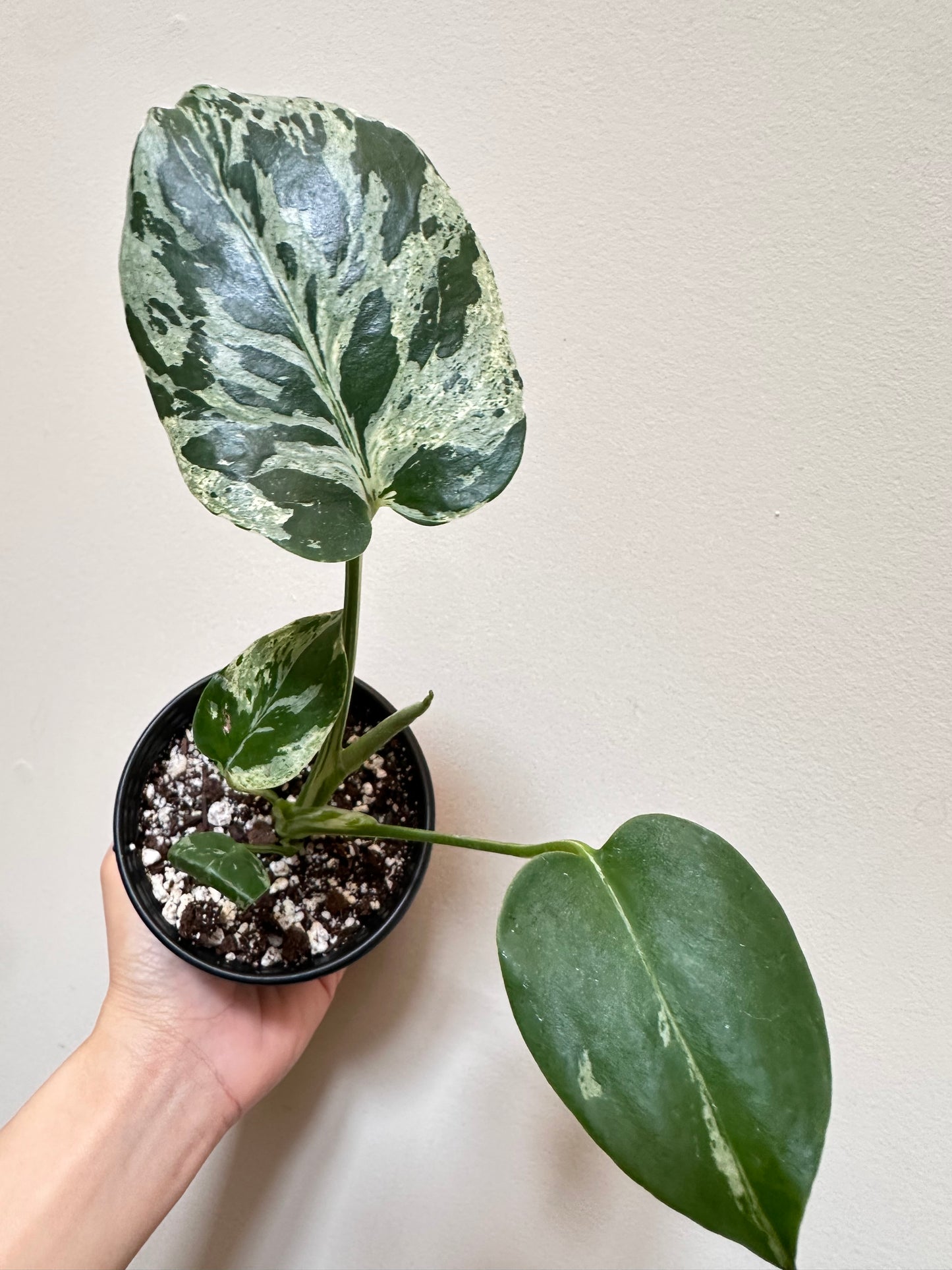 Monstera Bulbasaur - G