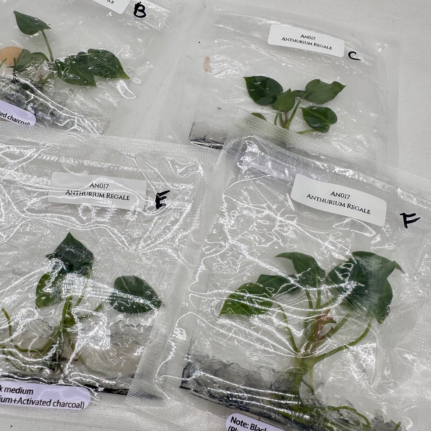 Tissue Culture - Anthurium Regale