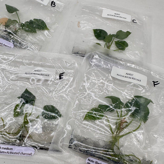 Tissue Culture - Anthurium Regale