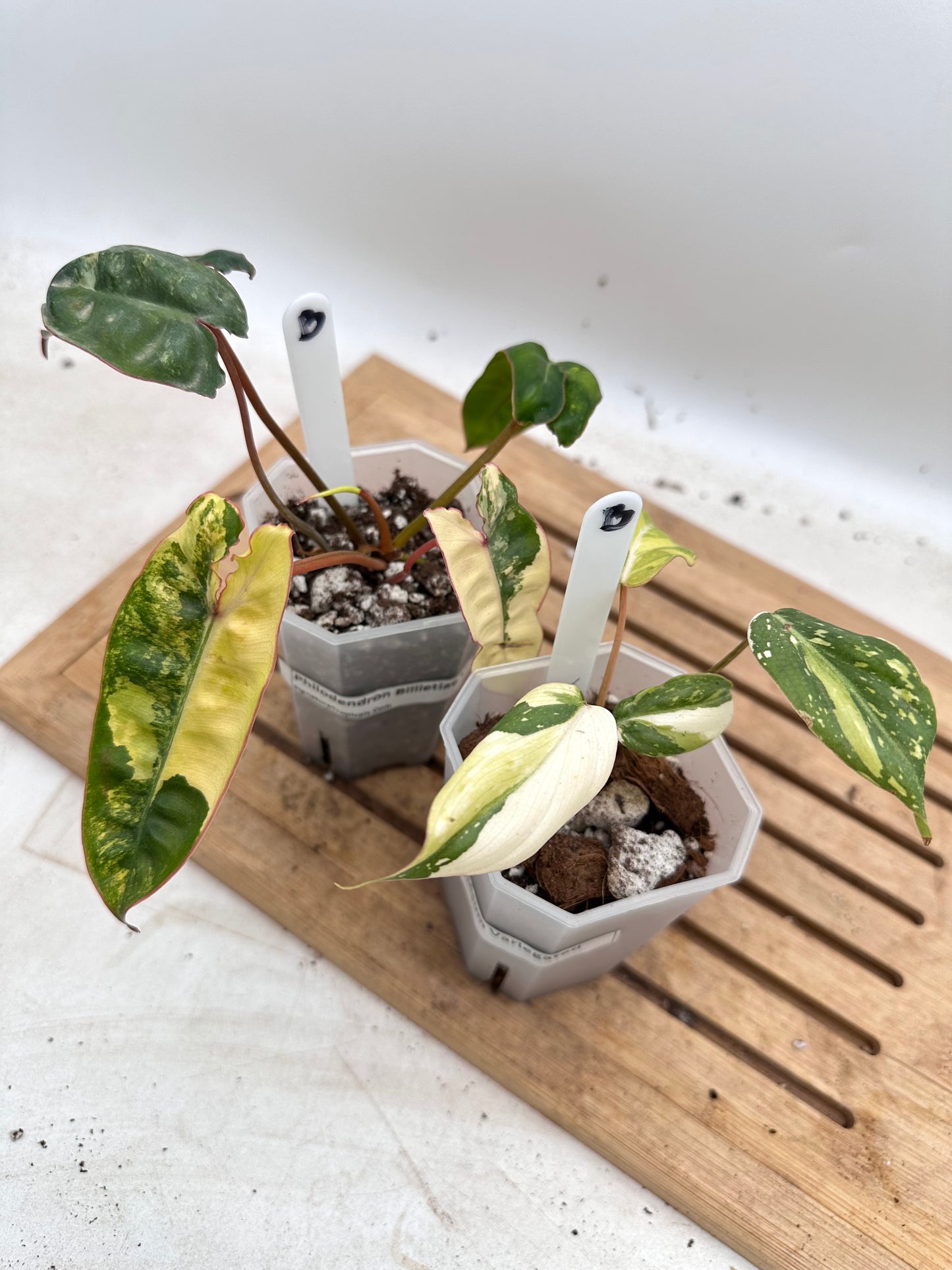 Combo Sale - Philodendron Gloriosum Variegated & Billietiae Variegated