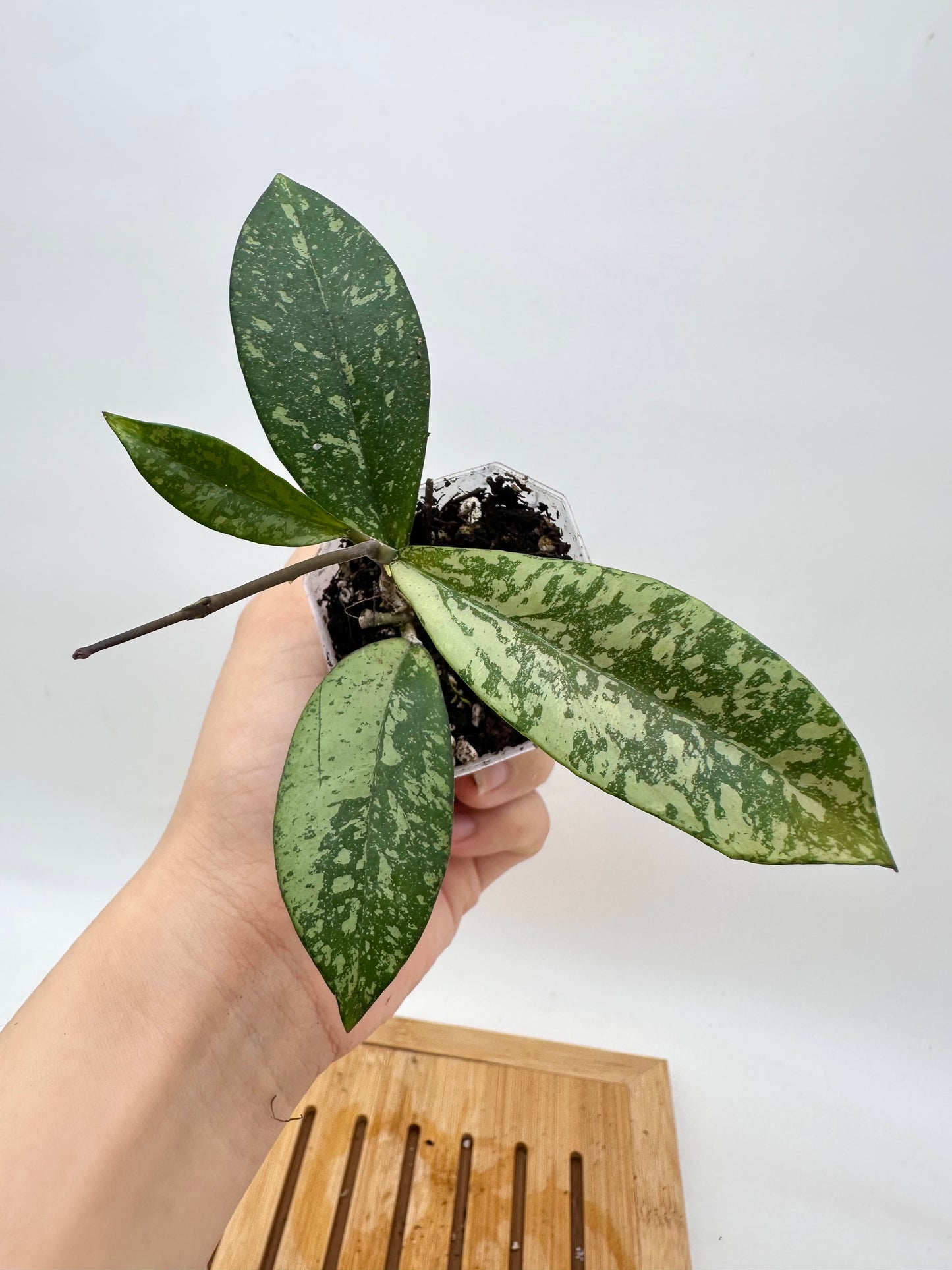 Hoya Crassipetiolata x Michelle Silver Splash