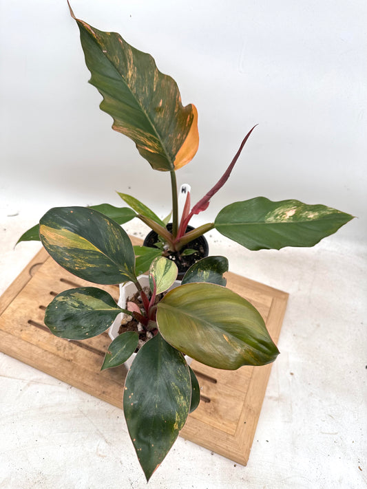 Combo Sale - Philodendron Caramel Marble & Red Congo Variegated