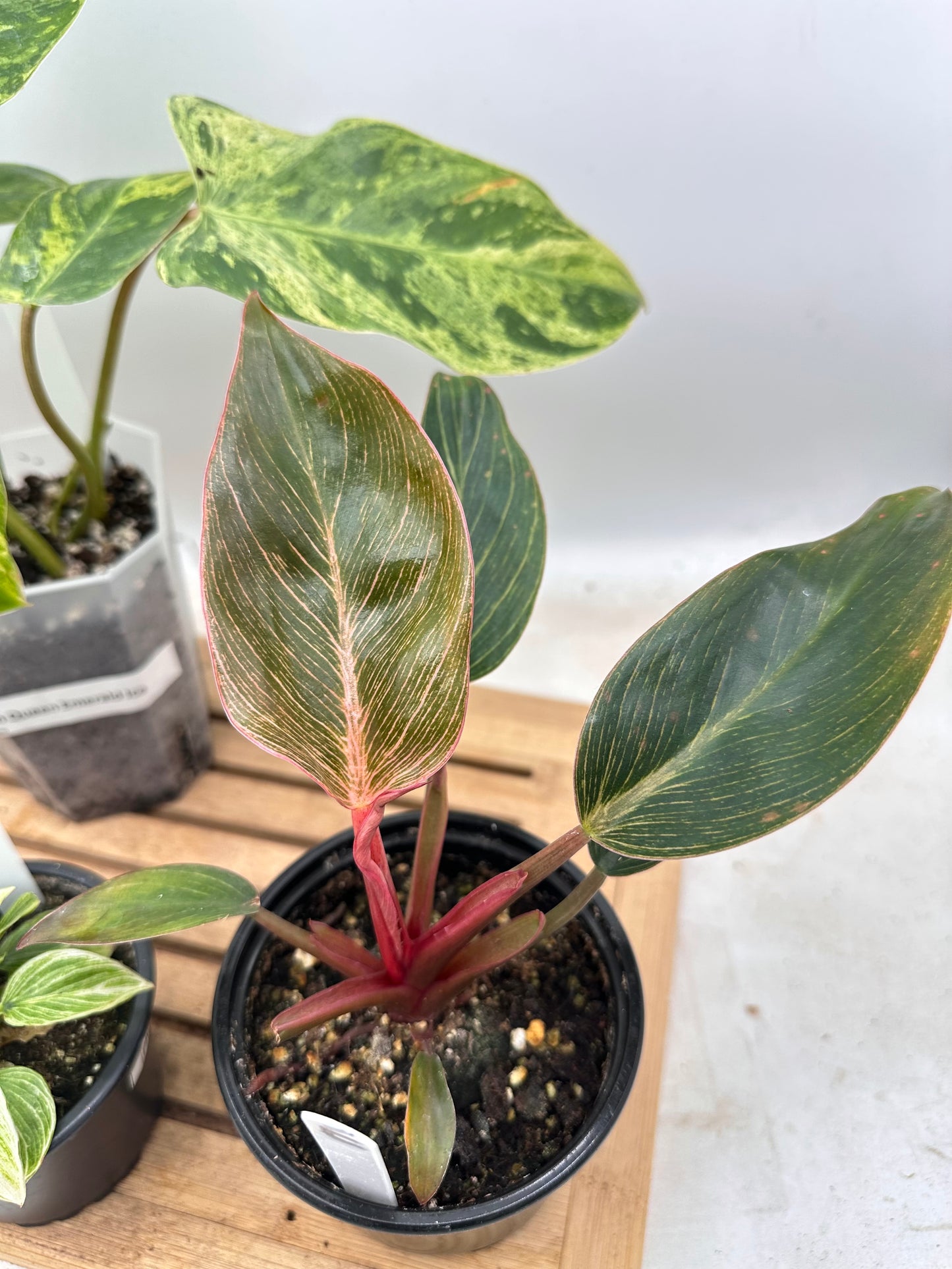 Combo Sale - Philodendron Ice Emerald Queen & Birkin & Birkin Pink