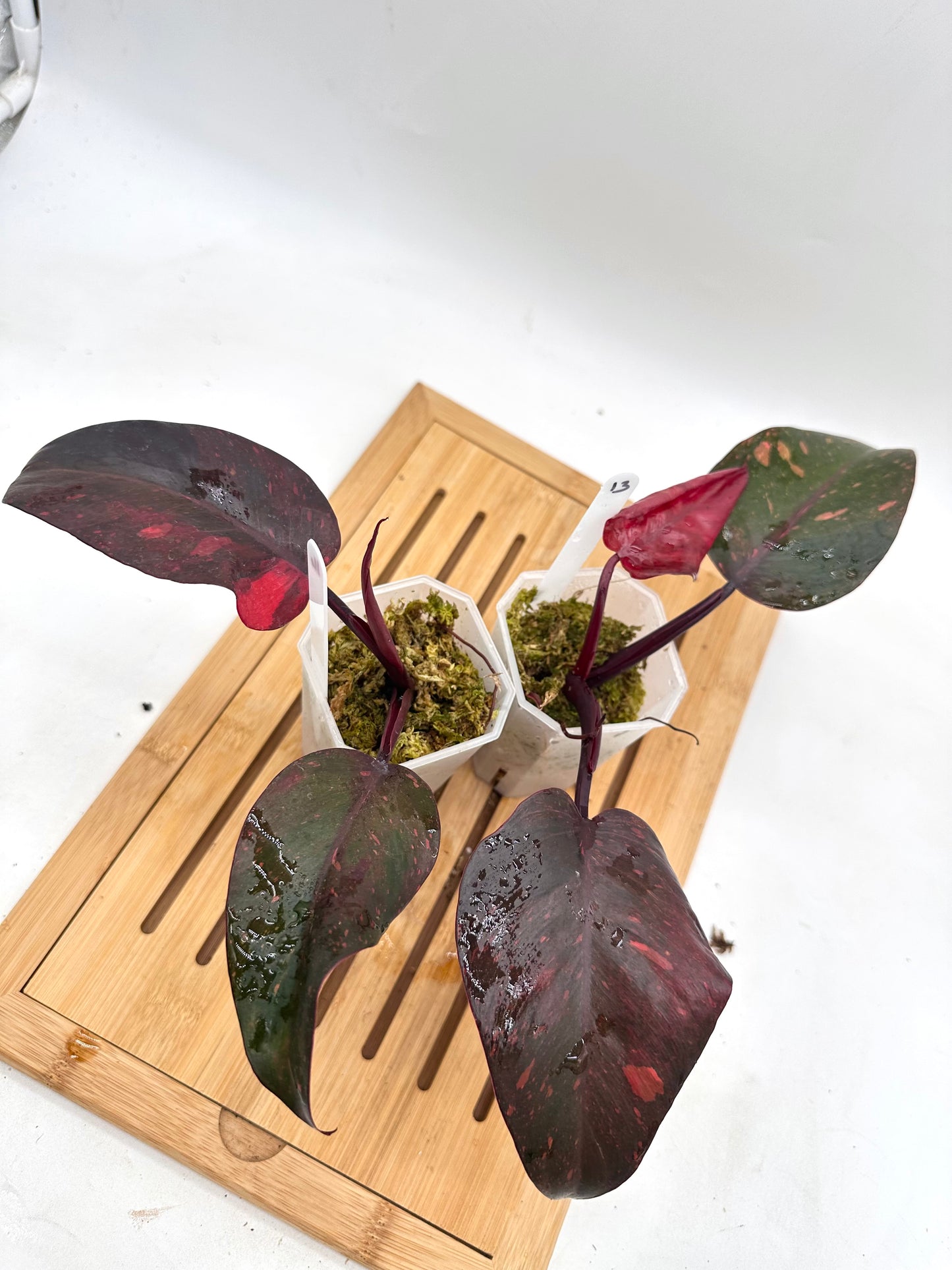 Philodendron Orange Princess Variegated - 013 014