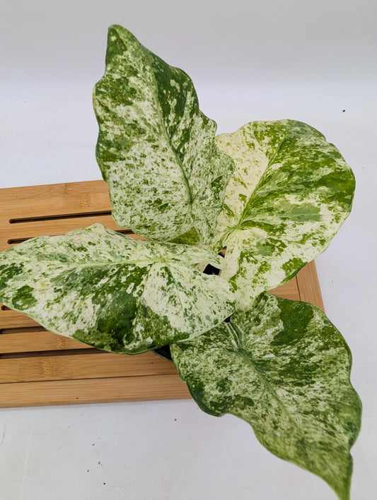 Alocasia Odora Batik