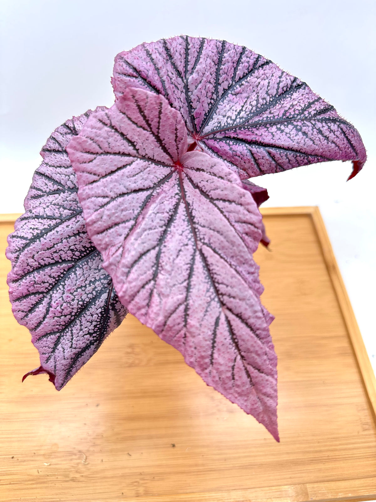 Begonia ‘Red Berry’