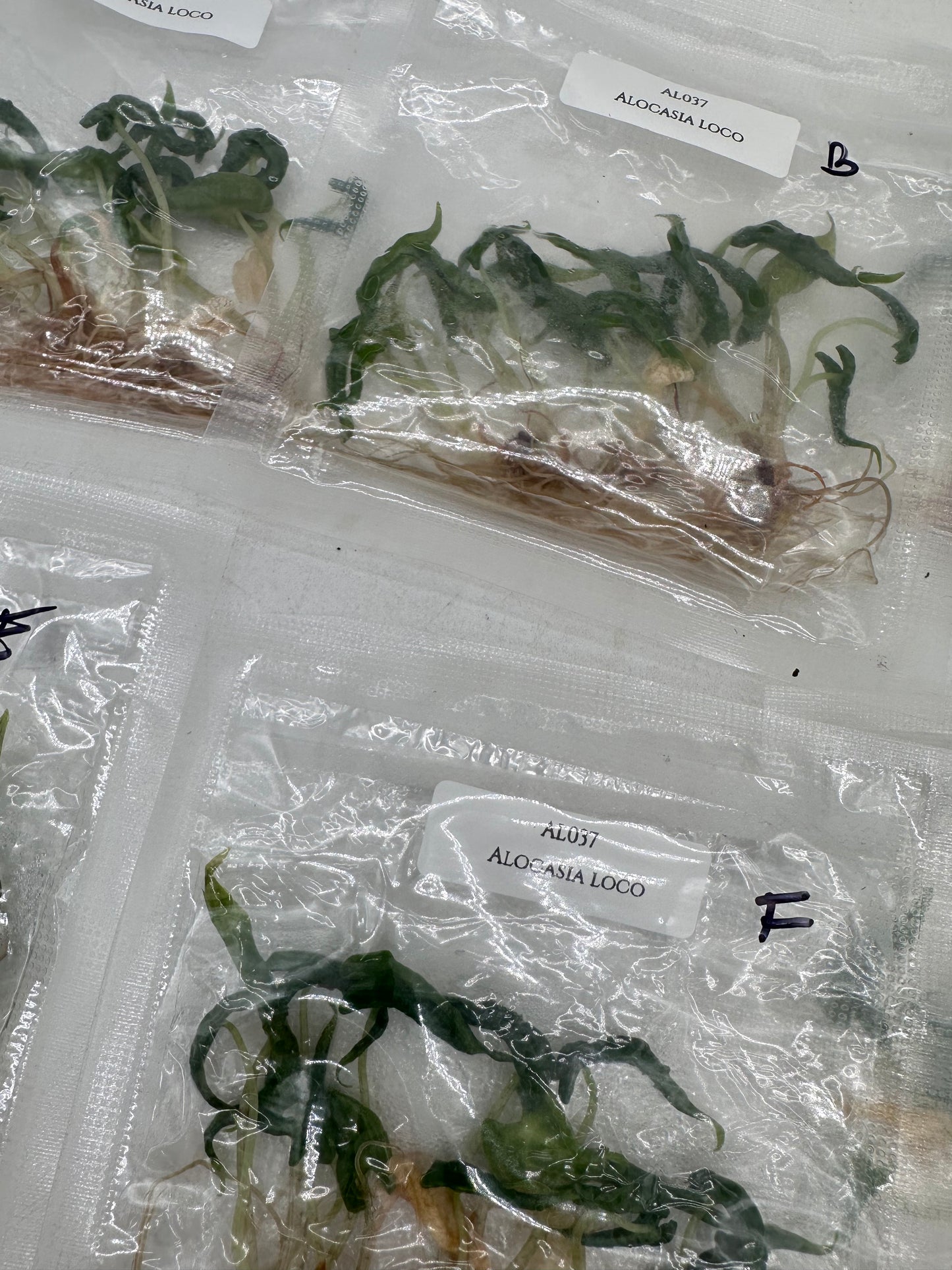 Tissue Culture - Alocasia Loco - Bag of 5