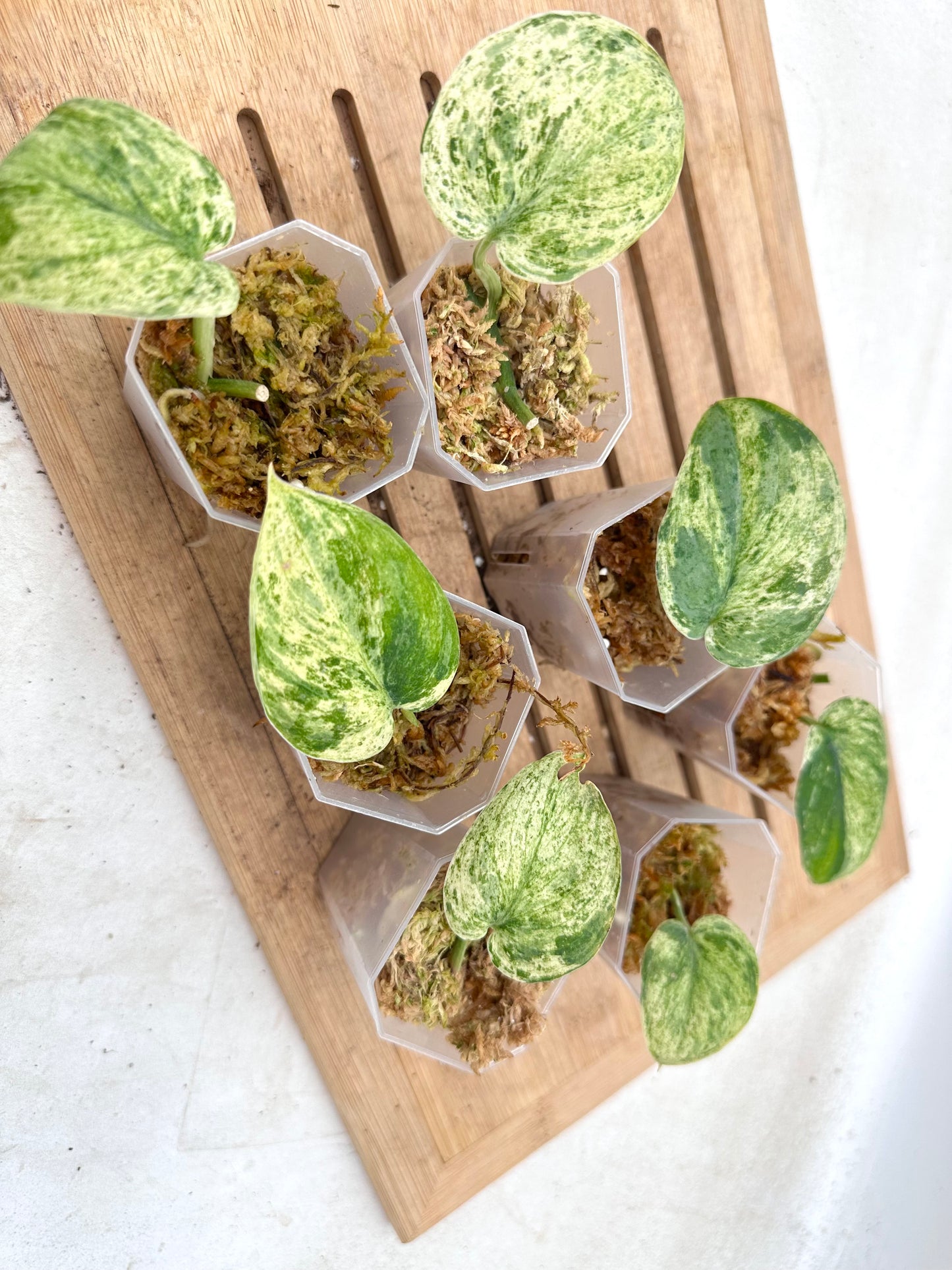 Scindapsus Halimoon Variegated - Clearance Sale 💚