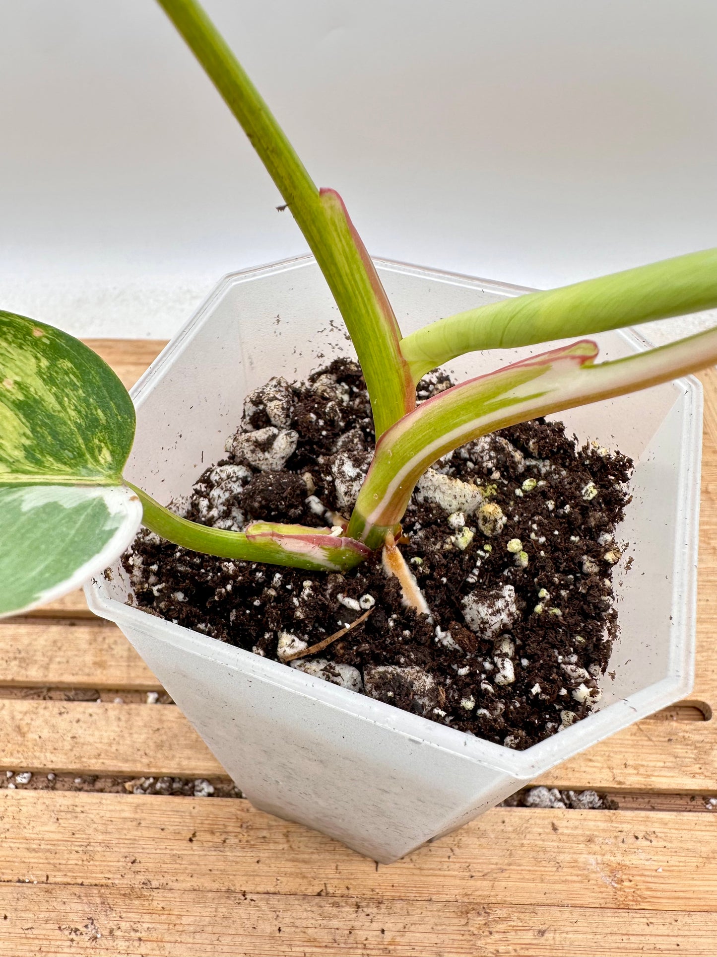 Philodendron White Princess Tri-Color Variegated - Rare Find🦄