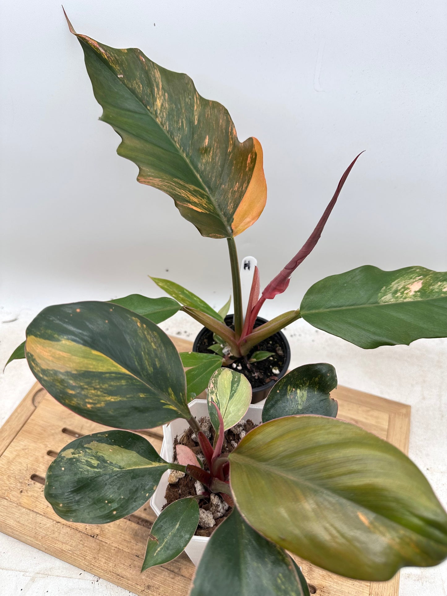 Combo Sale - Philodendron Caramel Marble & Red Congo Variegated