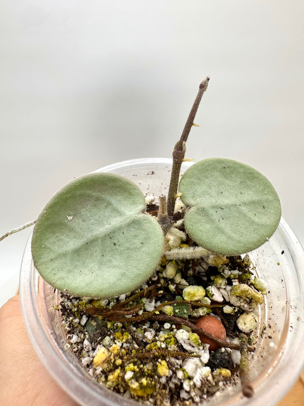 Hoya Grey Fairy
