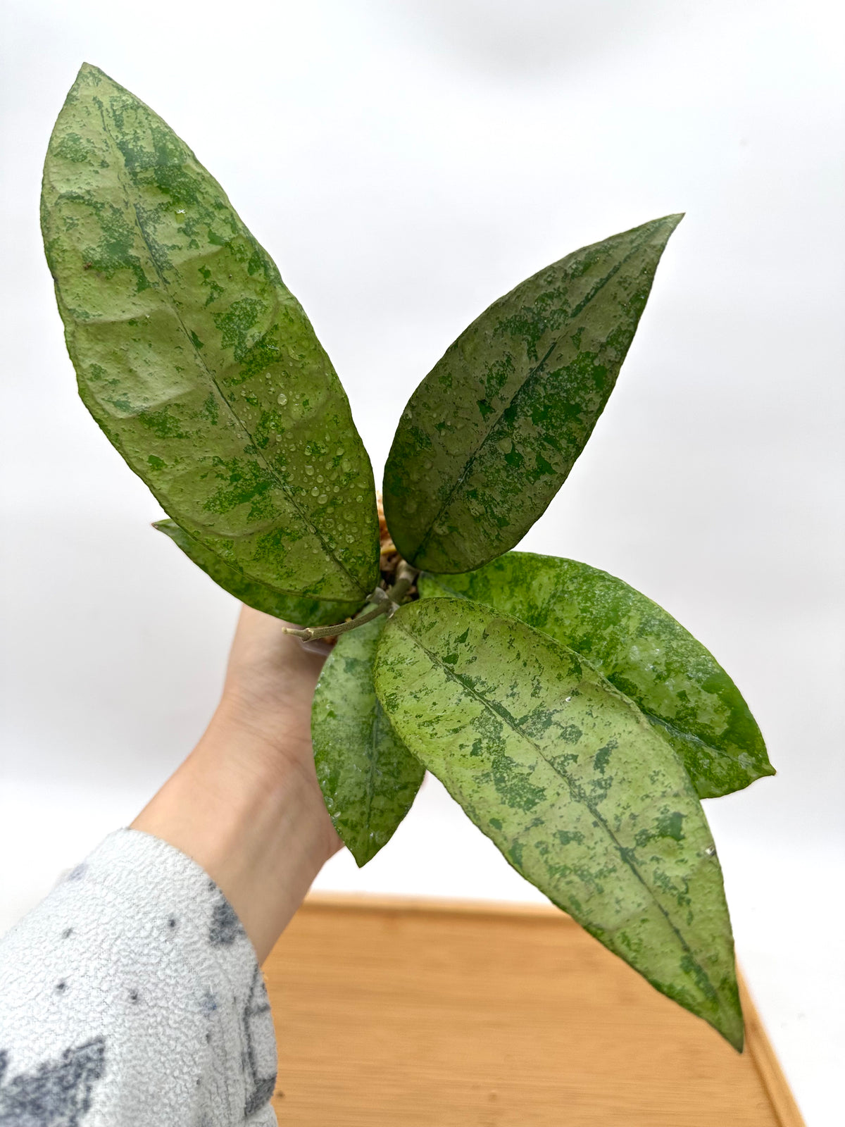 Hoya ‘Panggha’ Silver - Rare Find