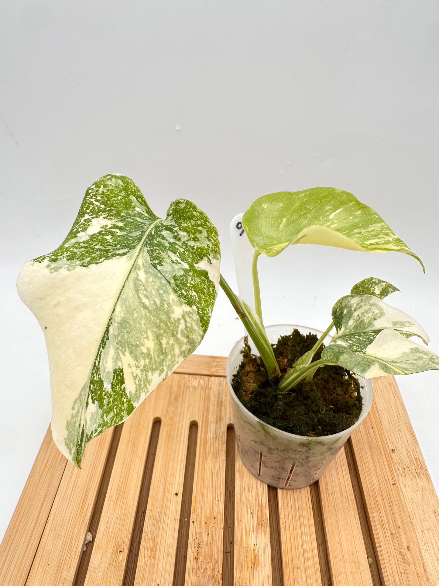 Monstera ‘White Snow’ 09