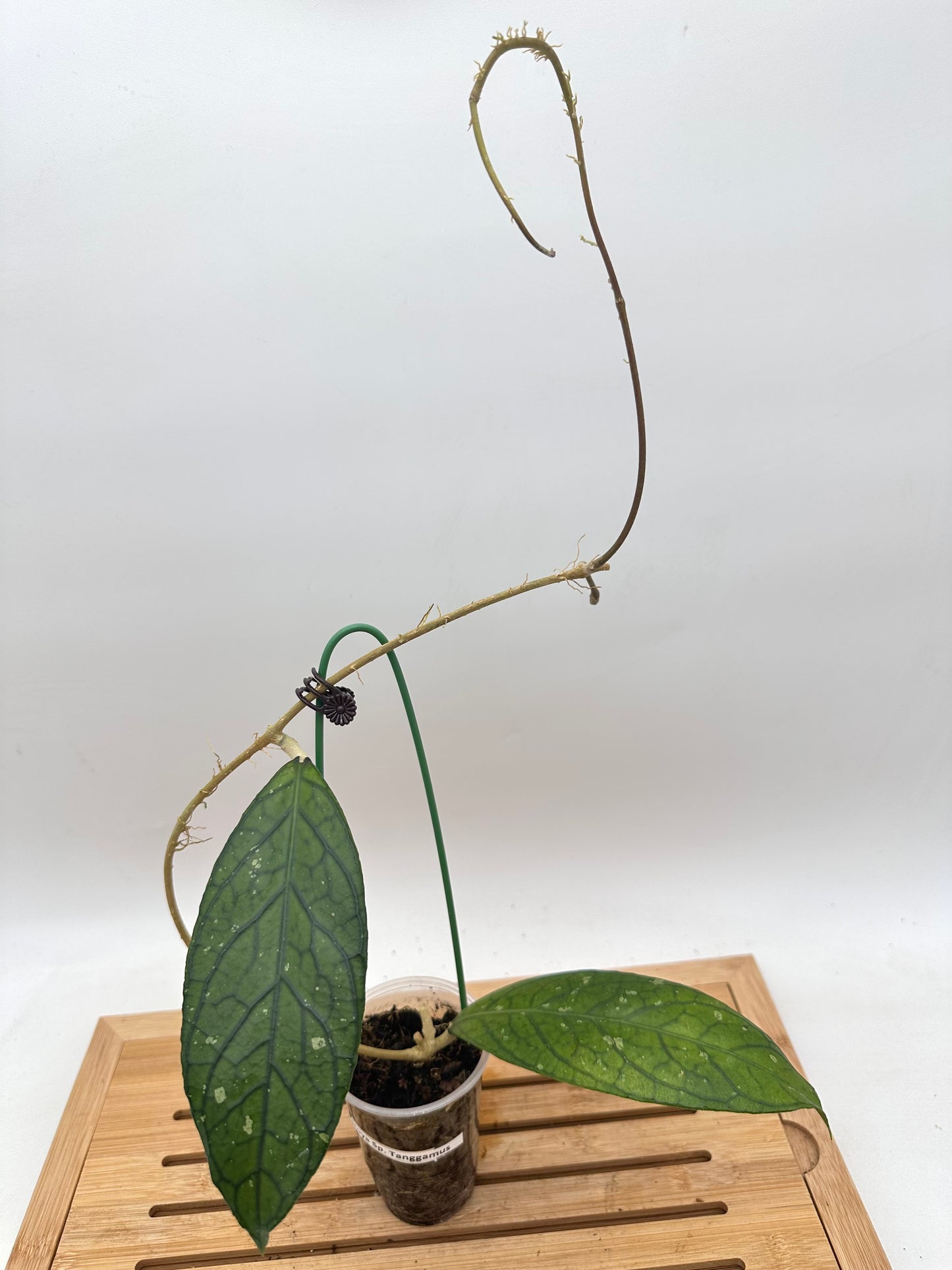 Hoya Sp. Tanggamus