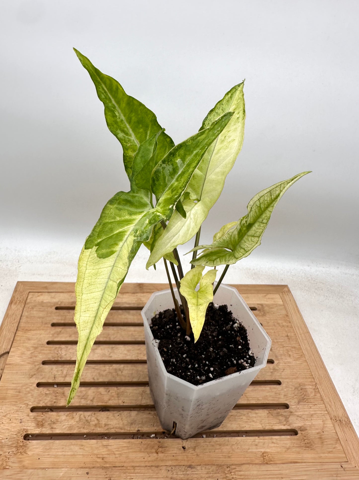 Syngonium Angustatum Albo Variegated - August Sale