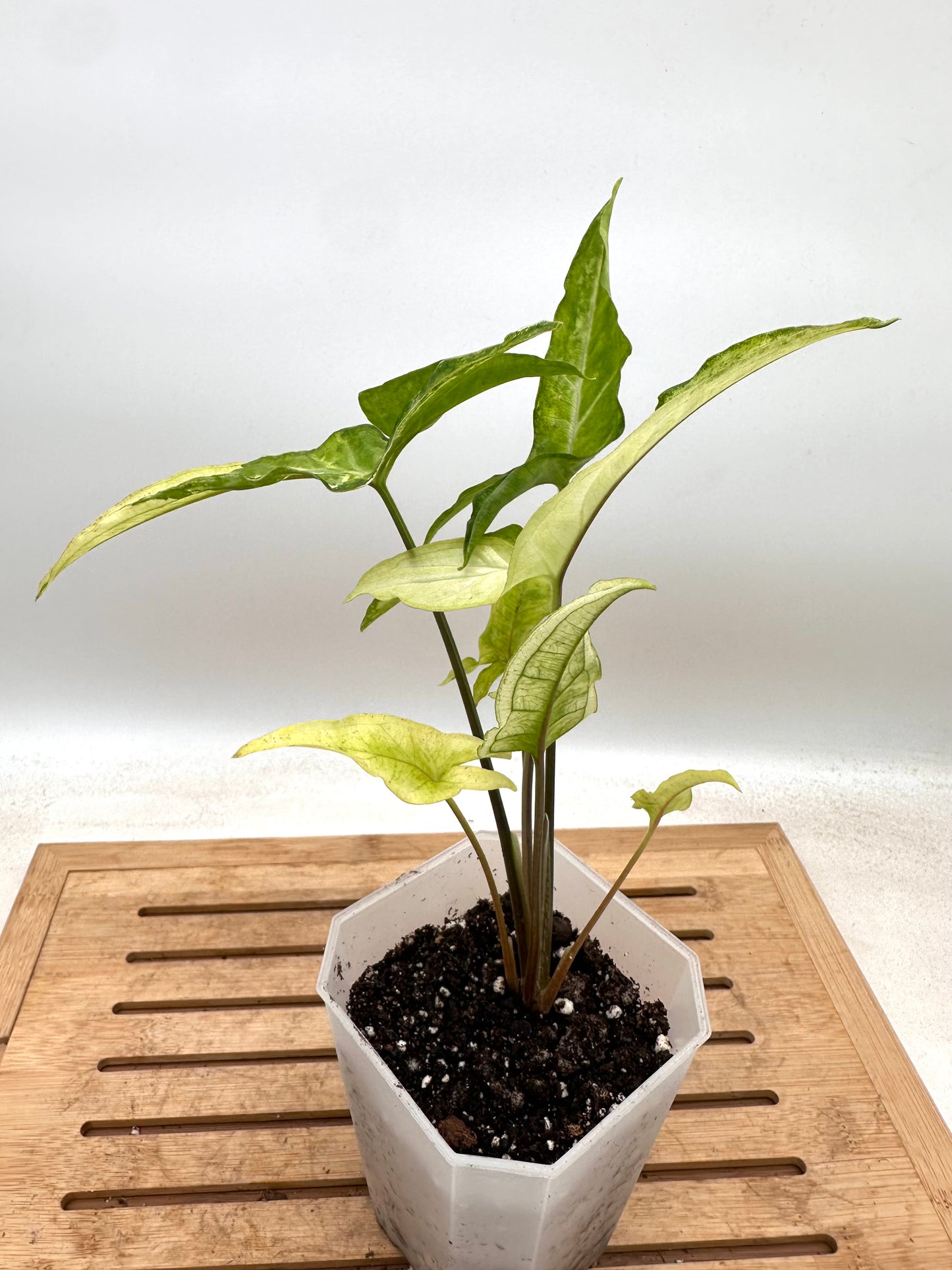 Syngonium Angustatum Albo Variegated - August Sale