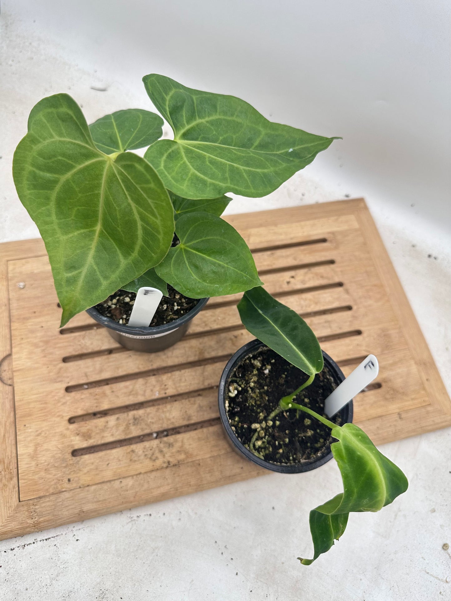 Combo Sale - Anthurium Clarivernum & Warrocquenum Dark Queen