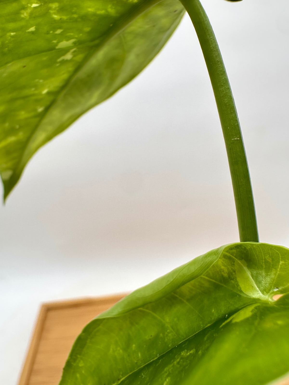 Syngonium Chiapense Albo Variegated