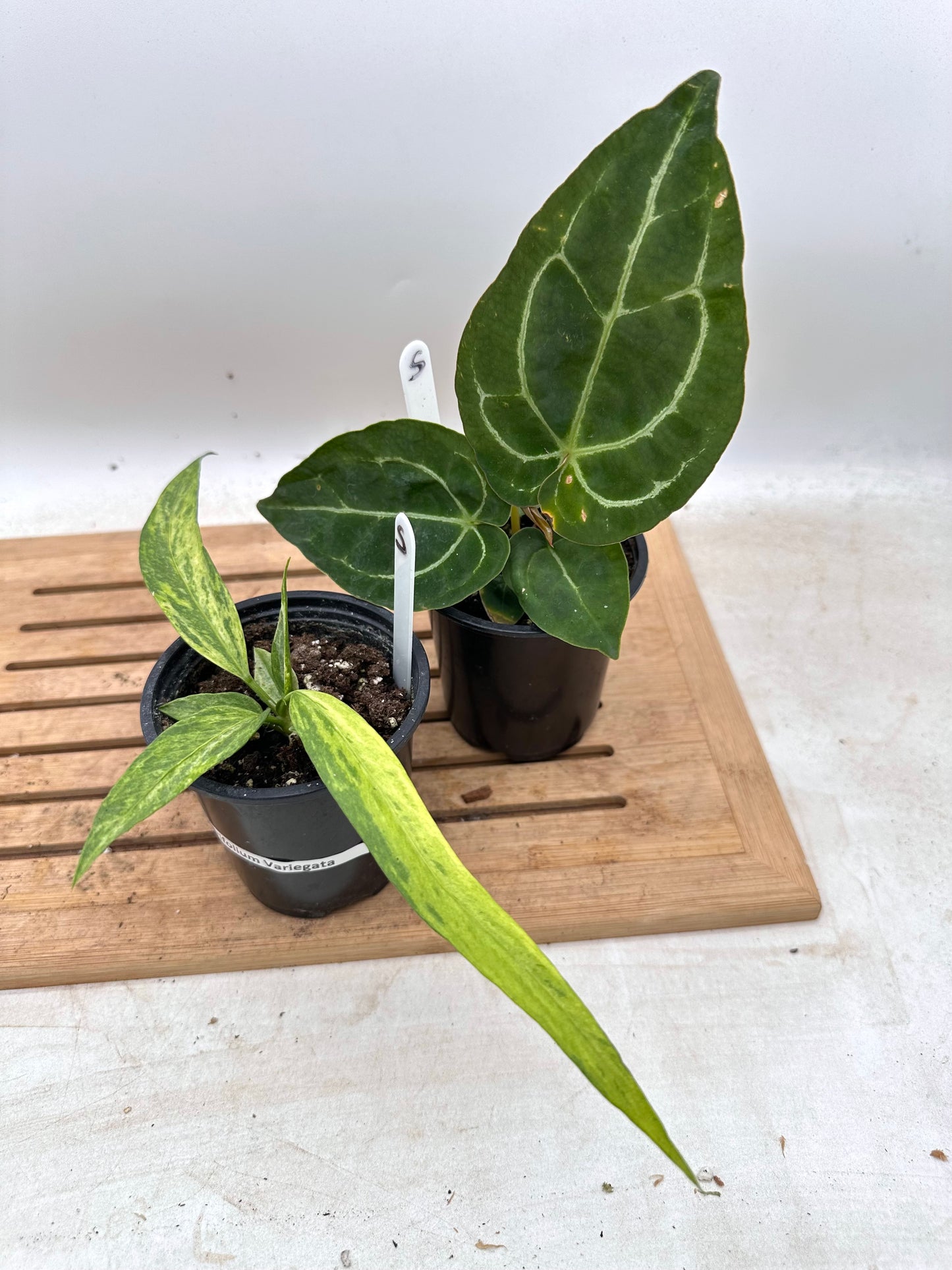 Anthurium Forgetti x Crystallinum Dark & Vittarifolium Variegated