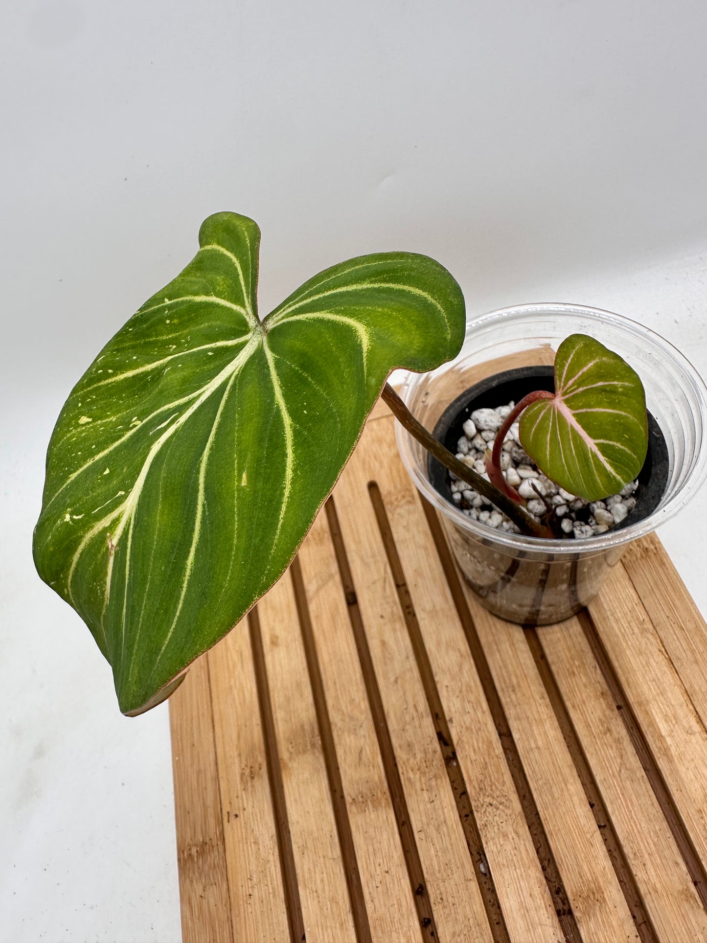 Philodendron Gloriosum Variegated (Low Var Galaxy)