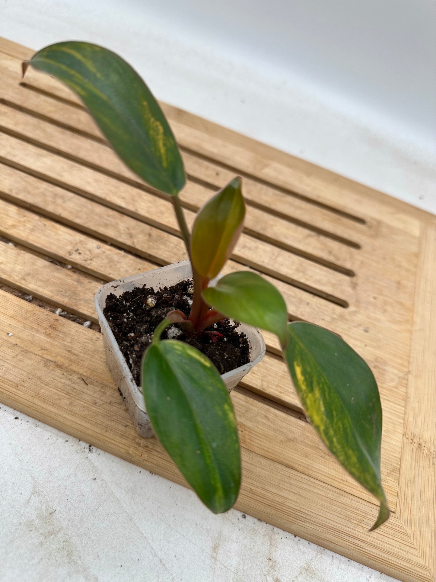 Philodendron Yellow Congo Variegated  - Labour Day Sale ❤️‍🔥