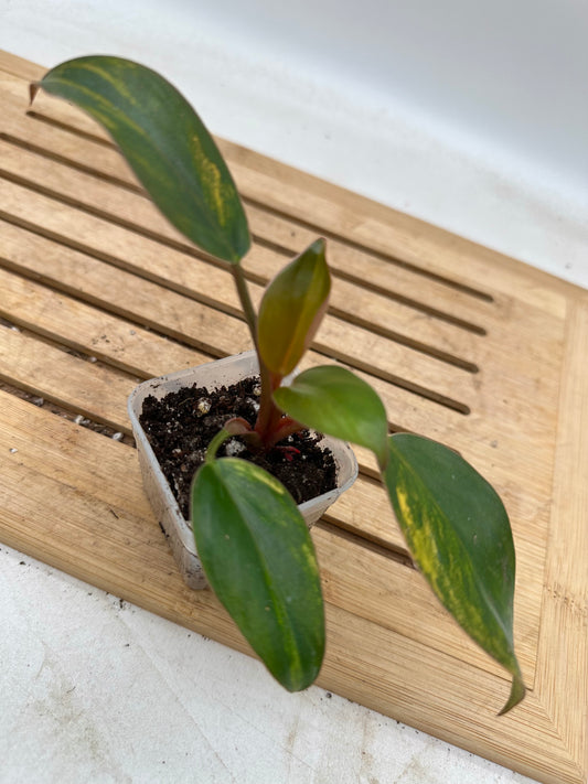 Philodendron Yellow Congo Variegated  - Labour Day Sale ❤️‍🔥
