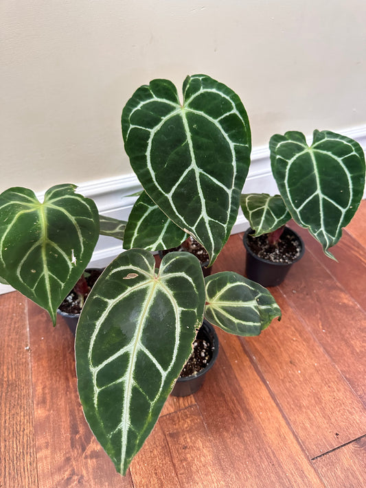 Anthurium Crystallinum ‘Turtle’ - Labour Day Sale