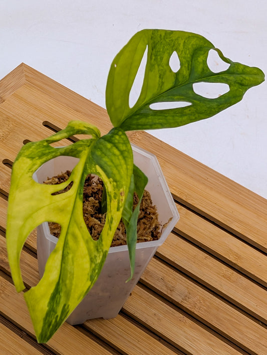 Monstera Adansonii Aurea Variegated