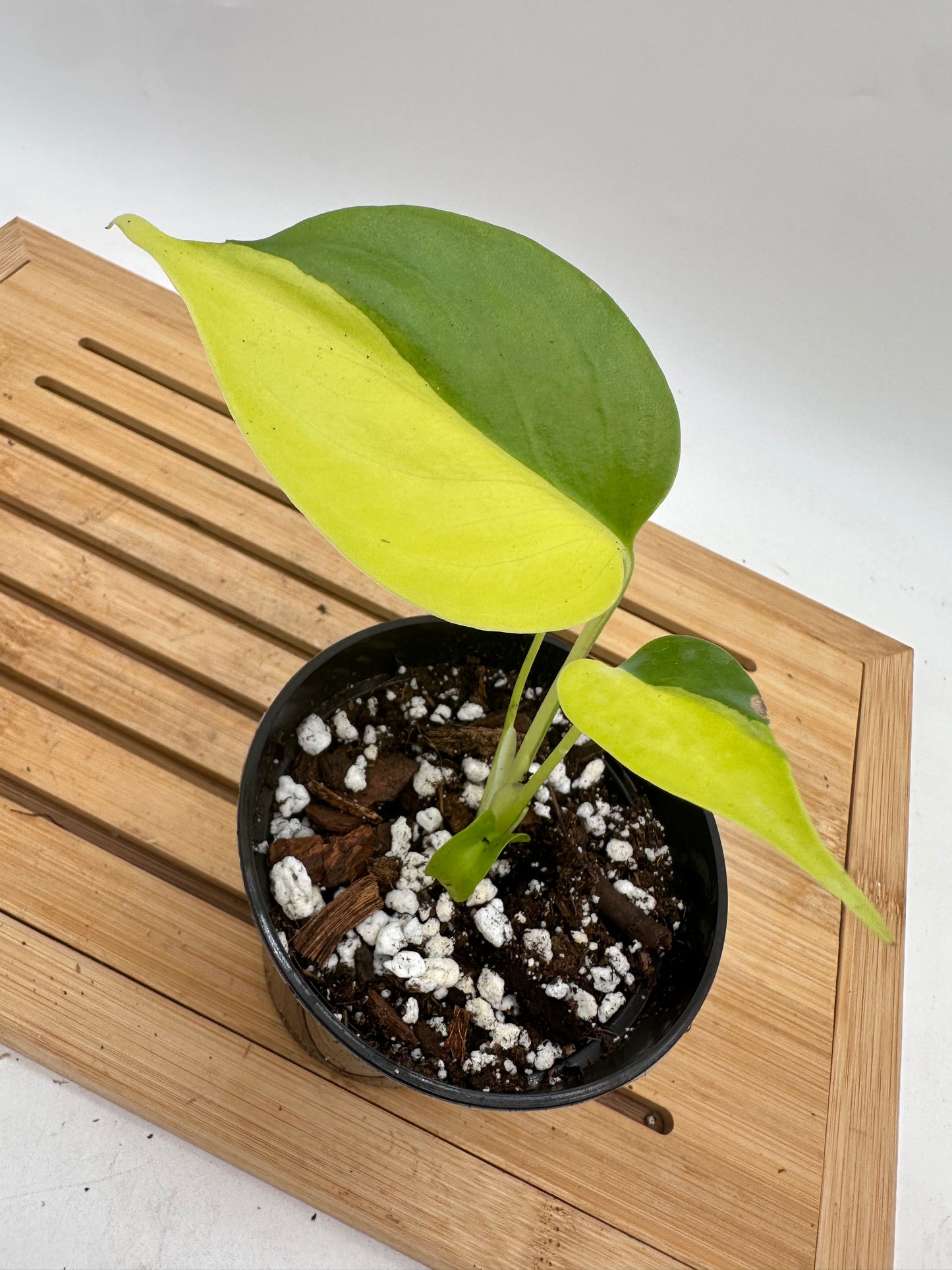 Monstera Light Lime