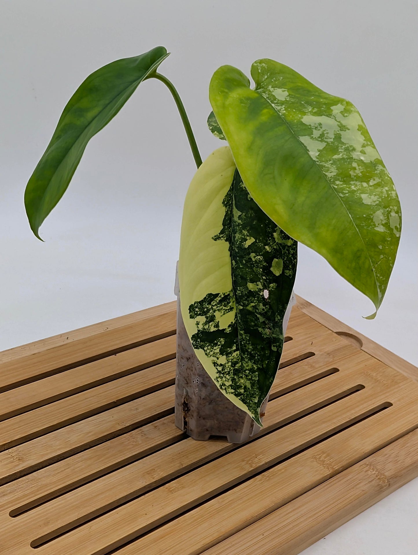 Syngonium Chiapense Albo Variegated
