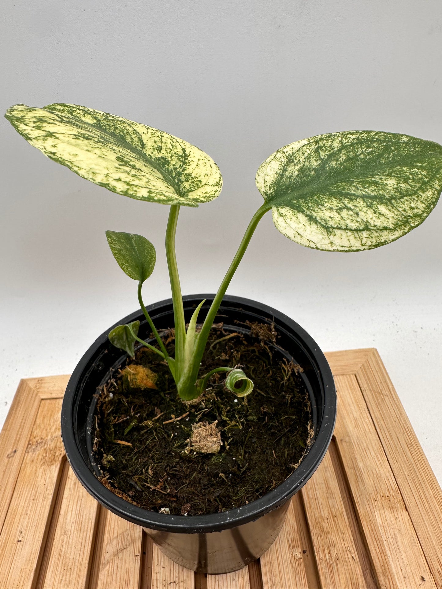 Monstera Mint