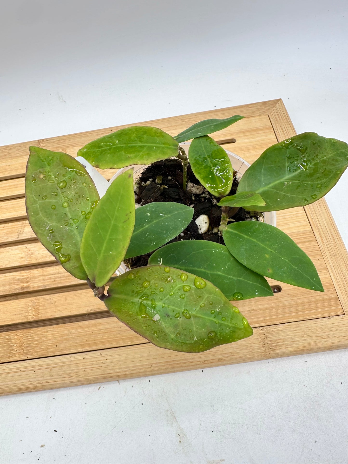 Hoya Patricia - Multiple Growths