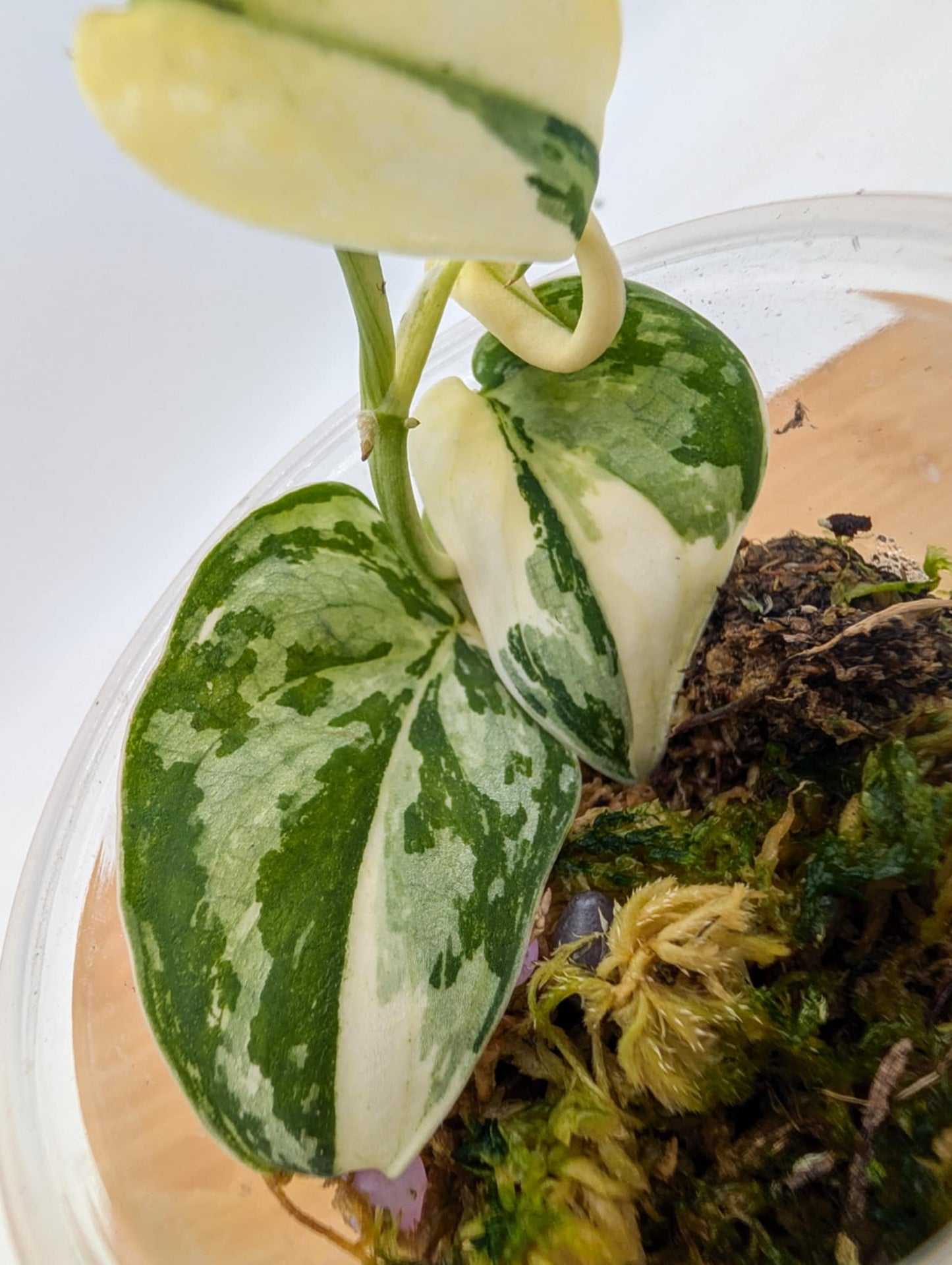 Scindapsus Mayari Variegated